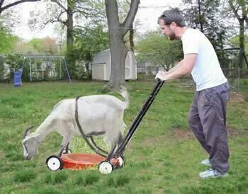 Here We Mow Again. . .  At The Green House. . .